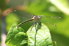 Austrogomphus ochraceus