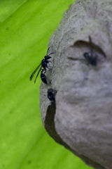 Polybia plebeja