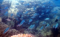 Caesio caerulaurea