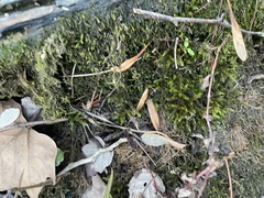 Rhynchostegium riparioides