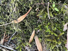 Rhynchostegium riparioides