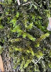 Rhynchostegium riparioides