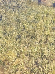 Zostera muelleri