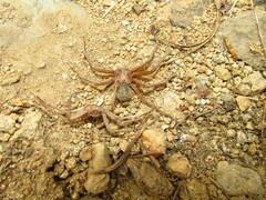 Sicarius thomisoides