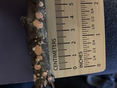 Aleurodiscus grantii