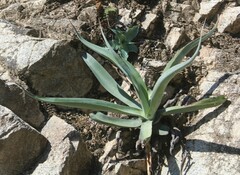 Agave vilmoriniana