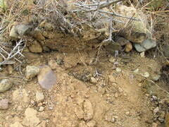 Sicarius thomisoides