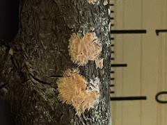 Aleurodiscus grantii