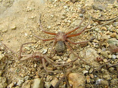 Sicarius thomisoides