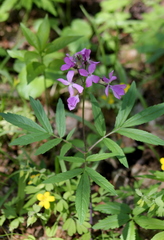 Cardamine quinquefolia