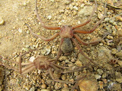 Sicarius thomisoides