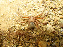 Sicarius thomisoides