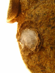 Sicarius thomisoides