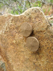 Sicarius thomisoides