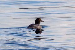 Bucephala