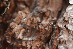 Culiseta incidens