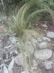 Nassella tenuissima