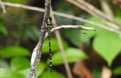 Eusynthemis nigra