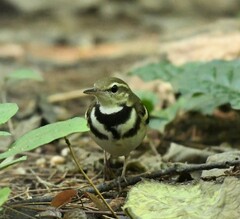 Dendronanthus indicus
