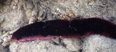 Holothuria edulis
