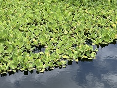 Pistia stratiotes image