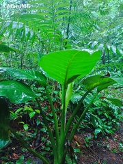 Dieffenbachia seguine