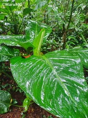 Dieffenbachia seguine