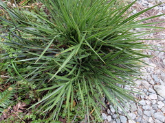 Aciphylla takahea