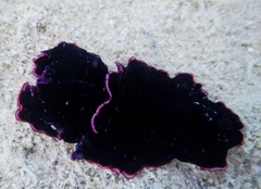 Pseudobiceros gloriosus