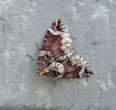 Eulithis xylina