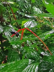 Chamaedorea tepejilote