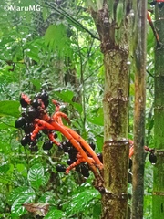 Chamaedorea tepejilote
