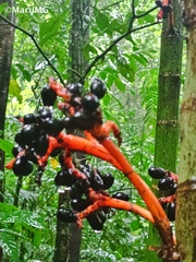 Chamaedorea tepejilote