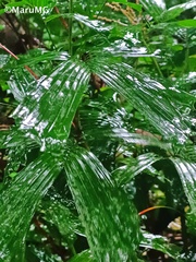 Chamaedorea tepejilote