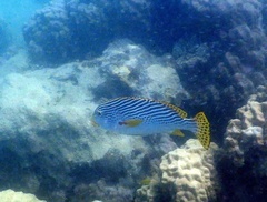 Plectorhinchus lineatus