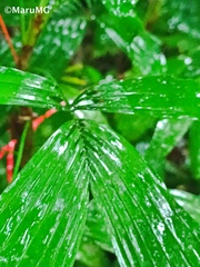 Chamaedorea tepejilote