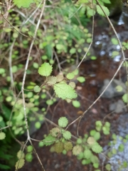 Rhabdothamnus solandri