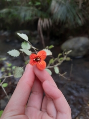 Rhabdothamnus solandri