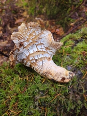 Hypomyces lateritius