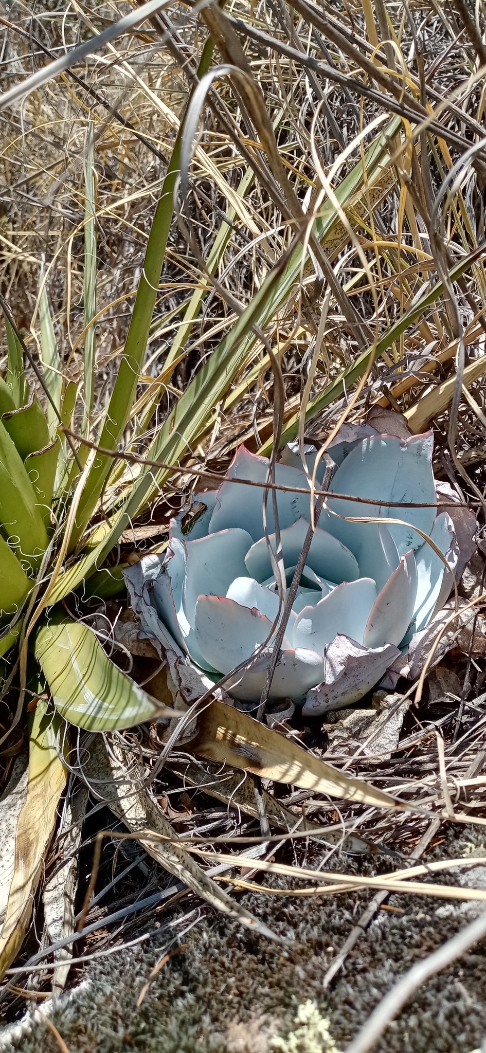 White Cloud Plant (Echeveria cante)