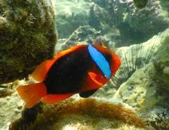 Amphiprion melanopus
