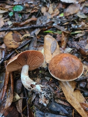 Cortinarius cisqhale