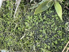 Rhynchostegium riparioides