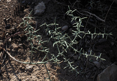 Asparagus horridus