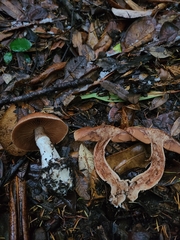 Cortinarius cisqhale
