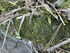 Rhynchostegium riparioides