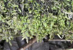 Rhynchostegium riparioides