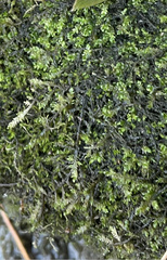 Rhynchostegium riparioides