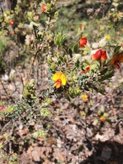 Pultenaea humilis