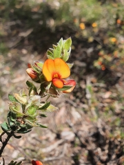 Pultenaea humilis